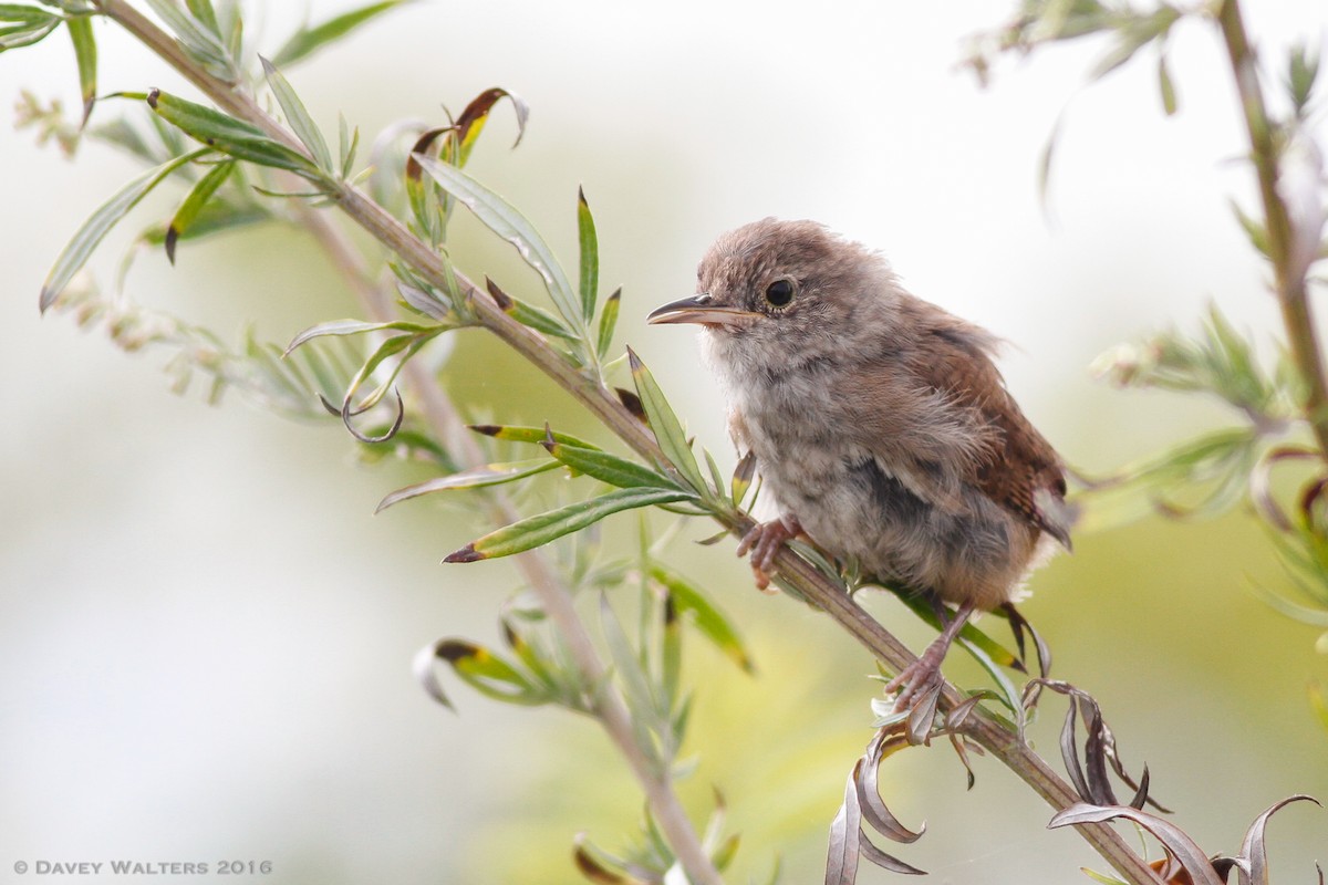 House Wren - Davey Walters