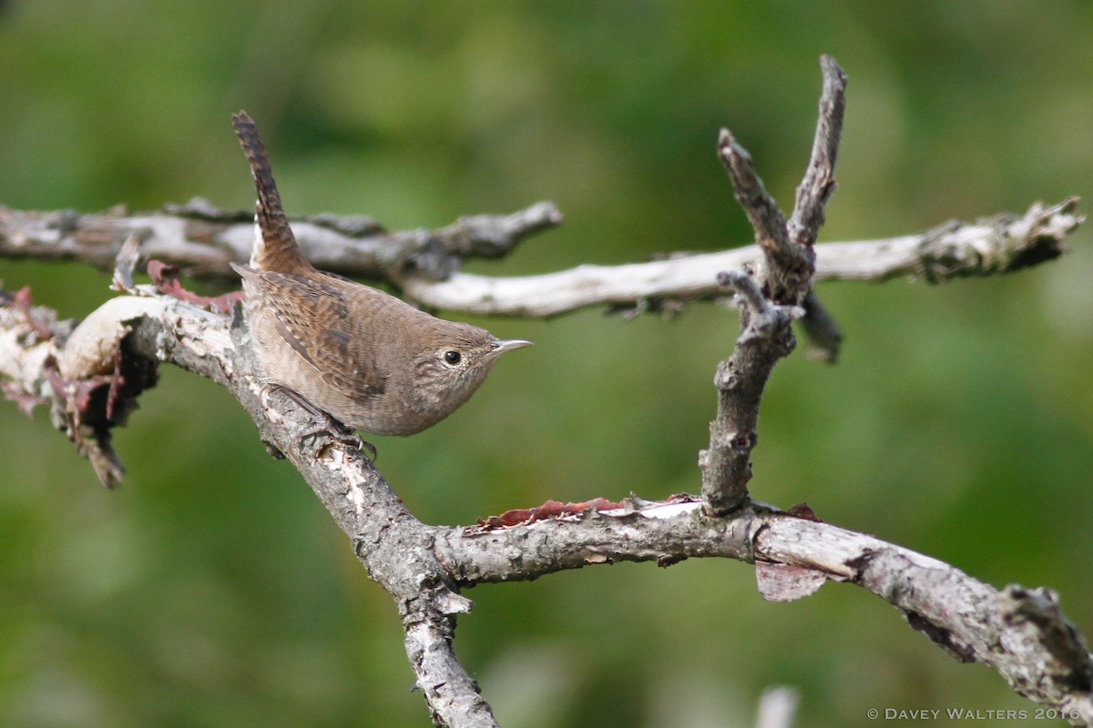 House Wren - ML34150561