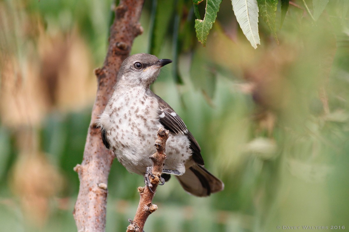 Northern Mockingbird - Davey Walters
