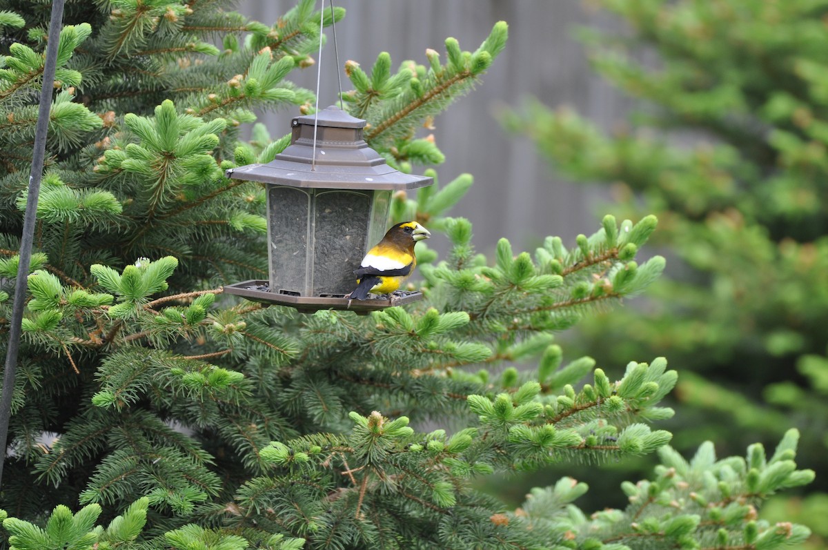 Evening Grosbeak - Tim Schadel