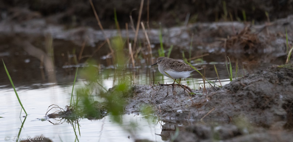 Temminck's Stint - ML341506041