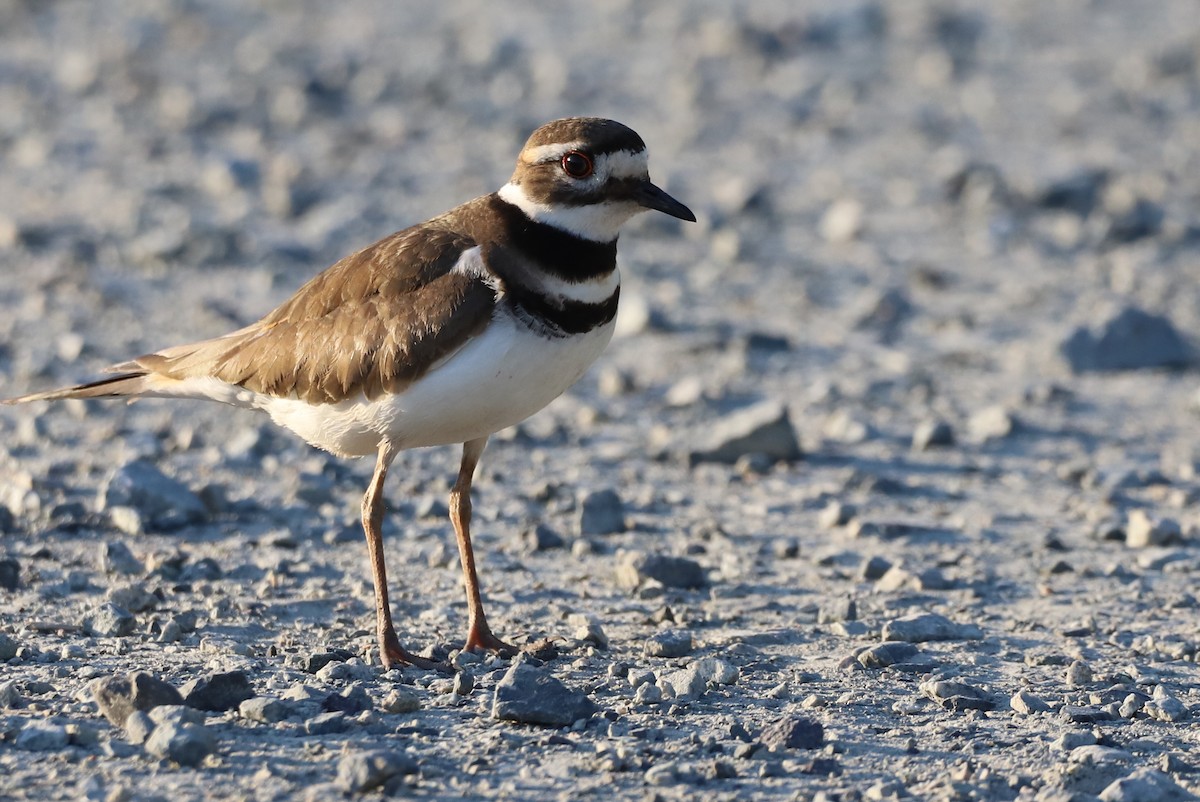 Killdeer - ML341506051