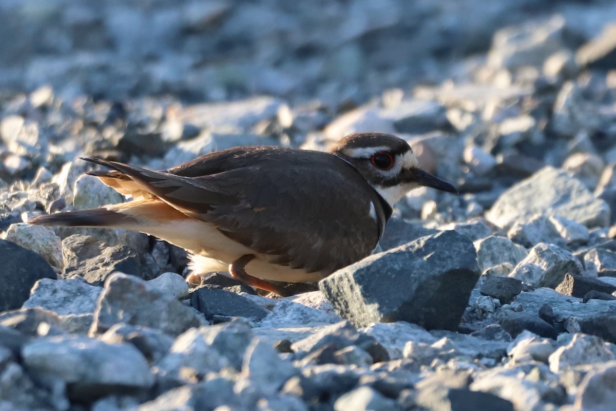 Killdeer - ML341506191