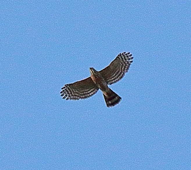 Crested Goshawk - ML341506621