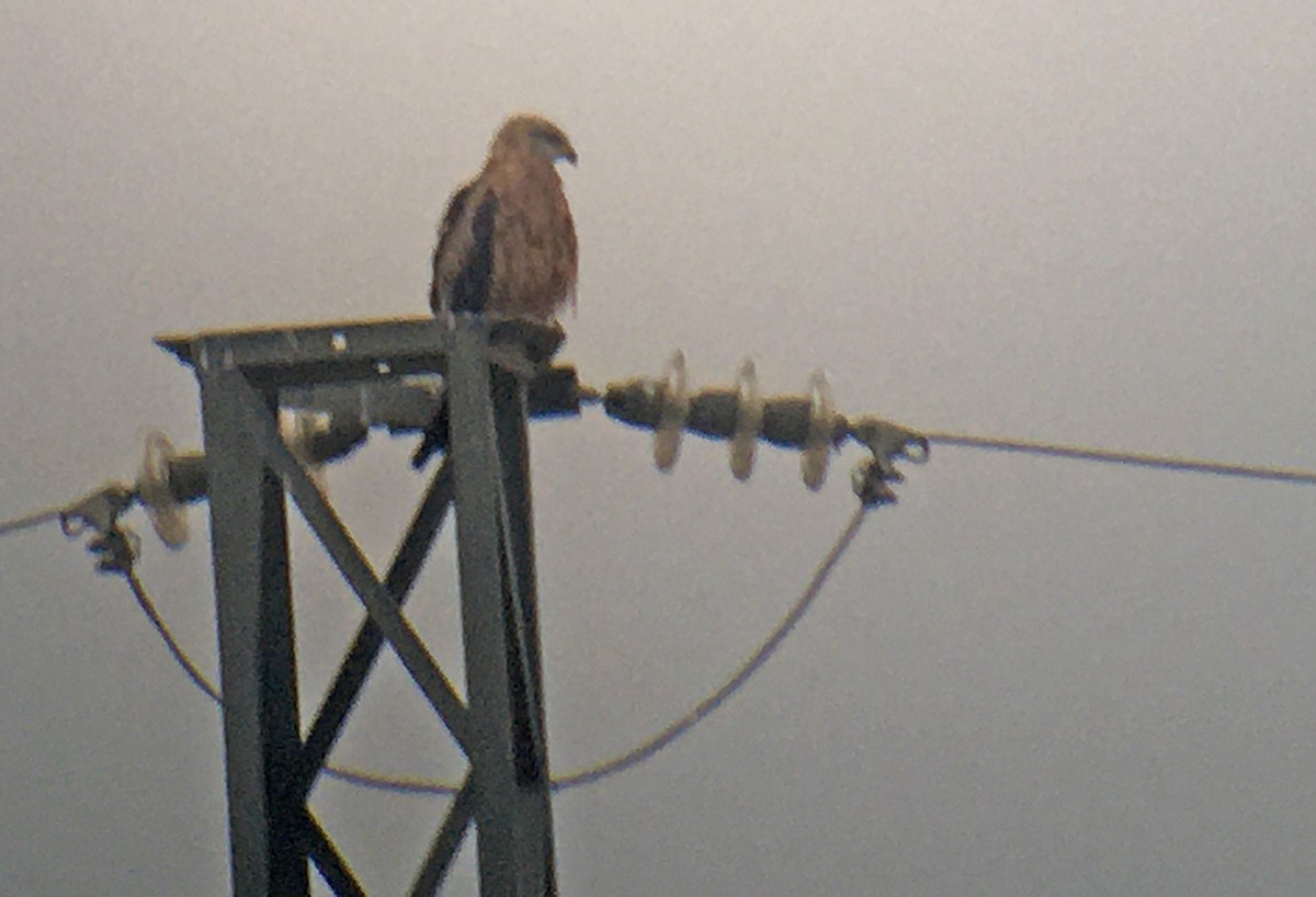 Red Kite - Juan Pérez