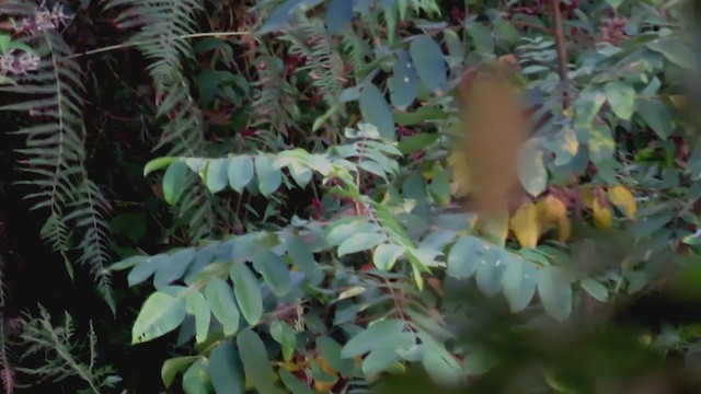 Striped Laughingthrush - ML341508831