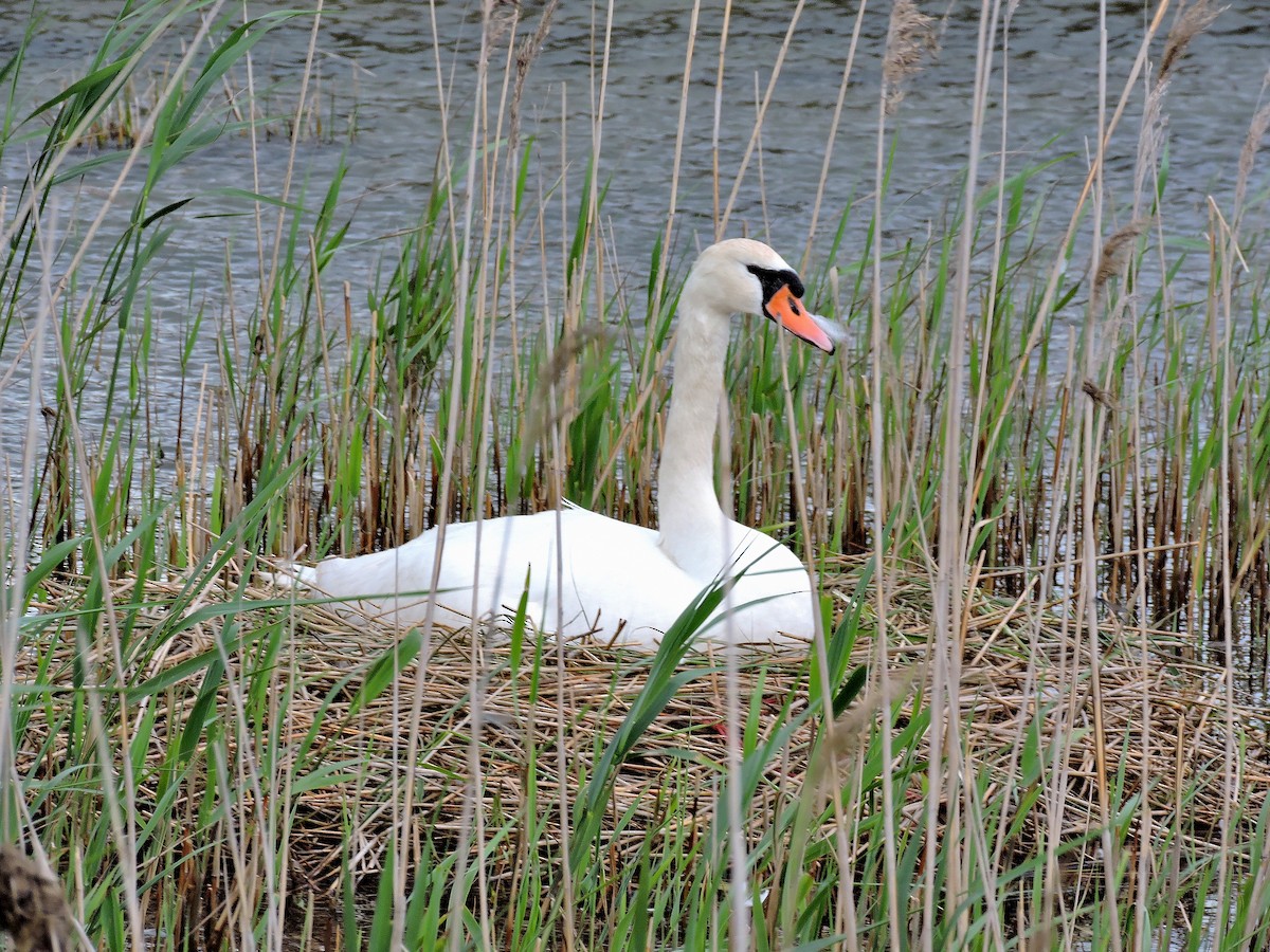 Höckerschwan - ML341508881