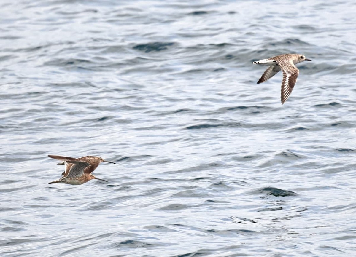 Black-bellied Plover - ML341510001