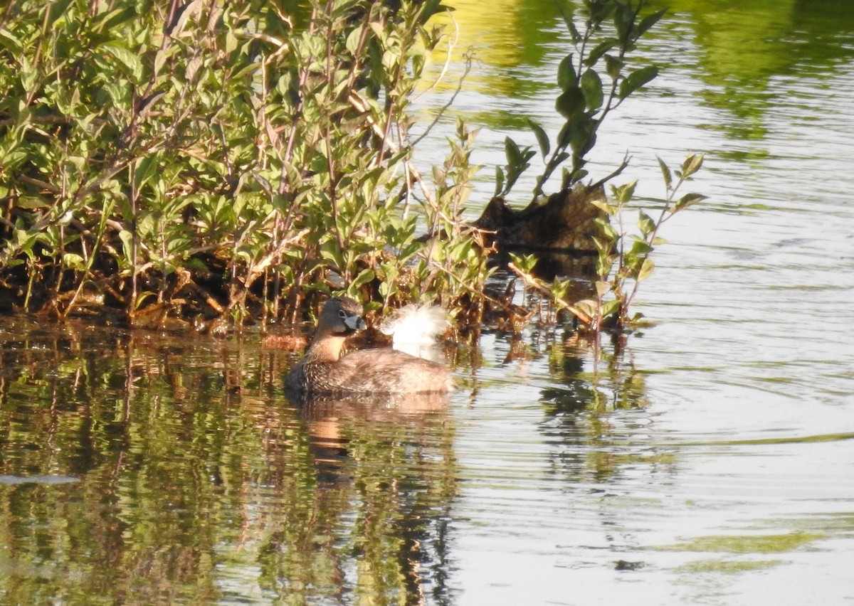 Pied-billed Grebe - ML341510041