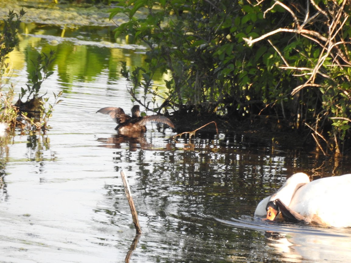 Pied-billed Grebe - Carolyn Longworth