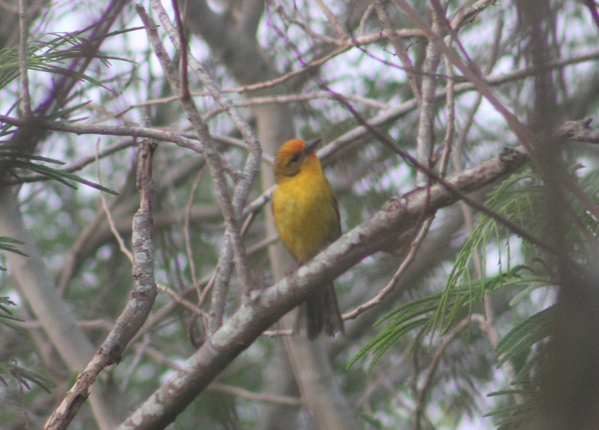 Flame-colored Tanager - Nathaniel Watkins