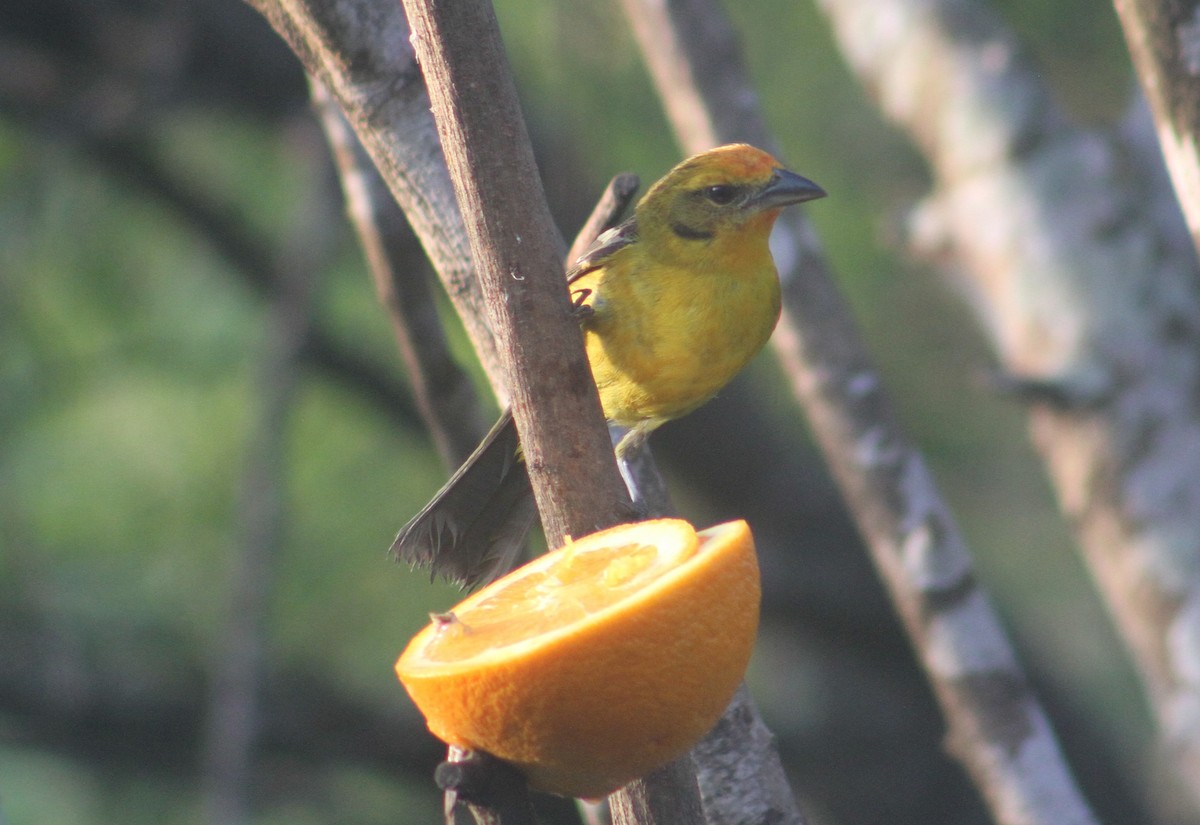 Flame-colored Tanager - Nathaniel Watkins