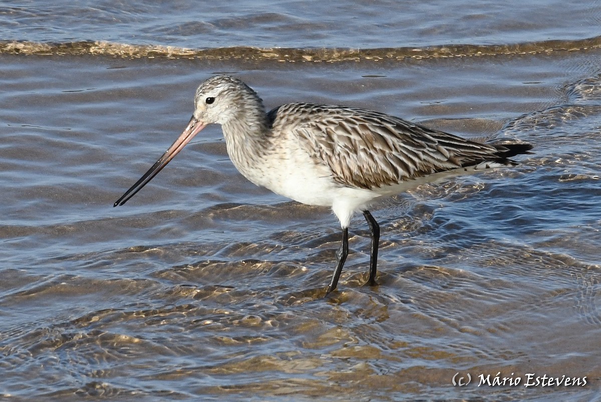 Bar-tailed Godwit - ML341511931