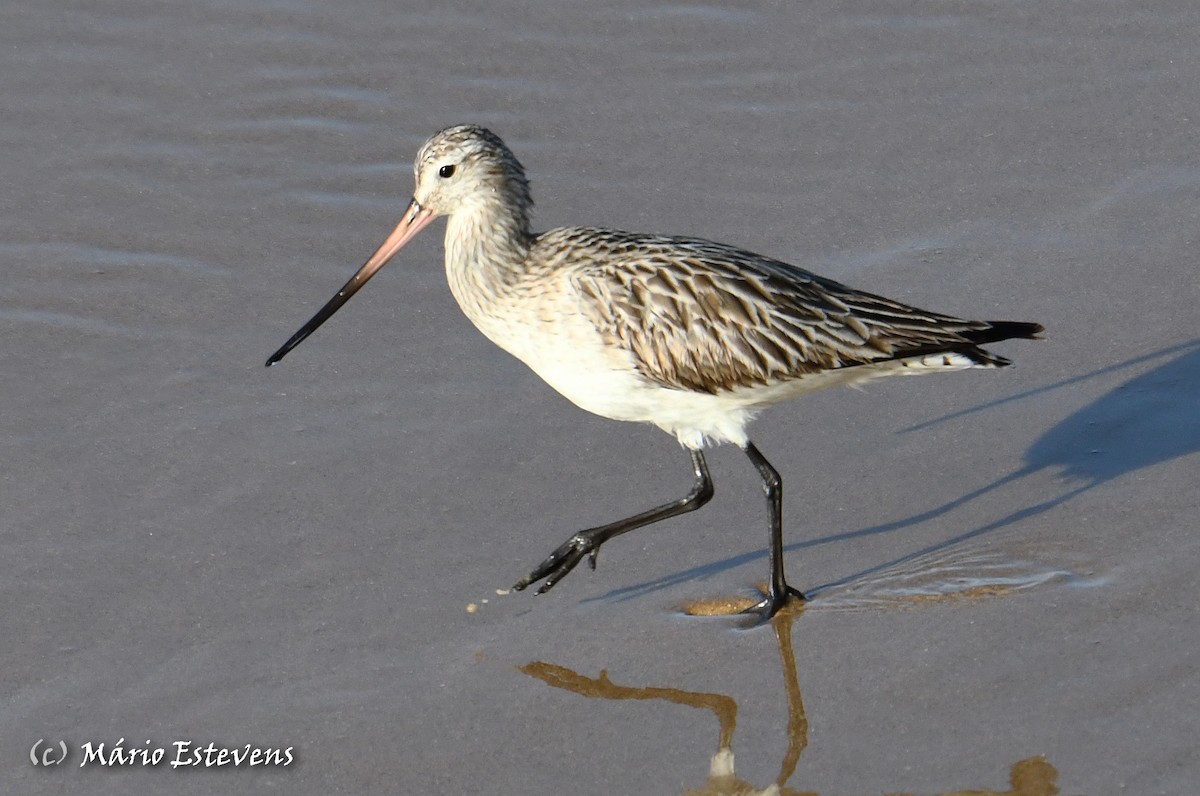 Bar-tailed Godwit - ML341511961