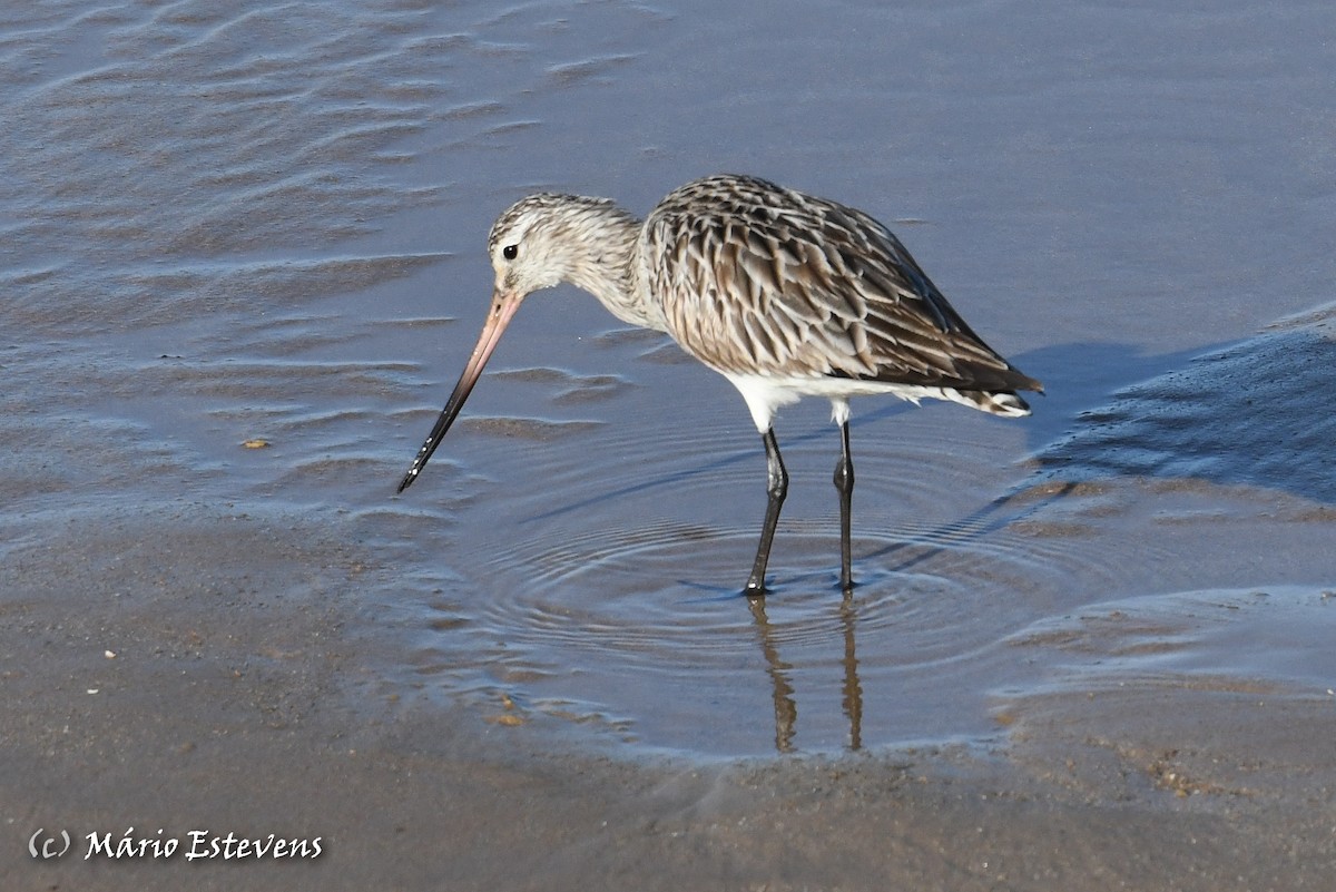 Bar-tailed Godwit - ML341511981