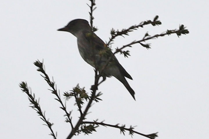 Olive-sided Flycatcher - ML341512611