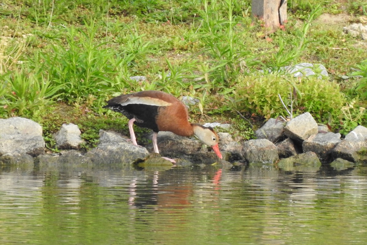 アカハシリュウキュウガモ - ML341513031