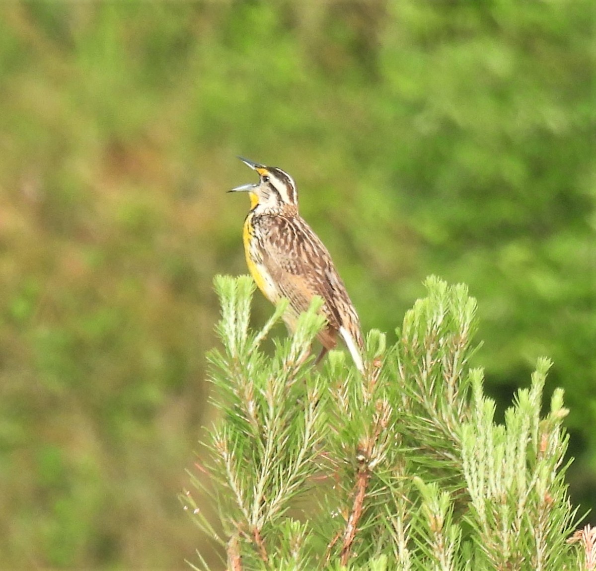 Eastern Meadowlark - ML341513871