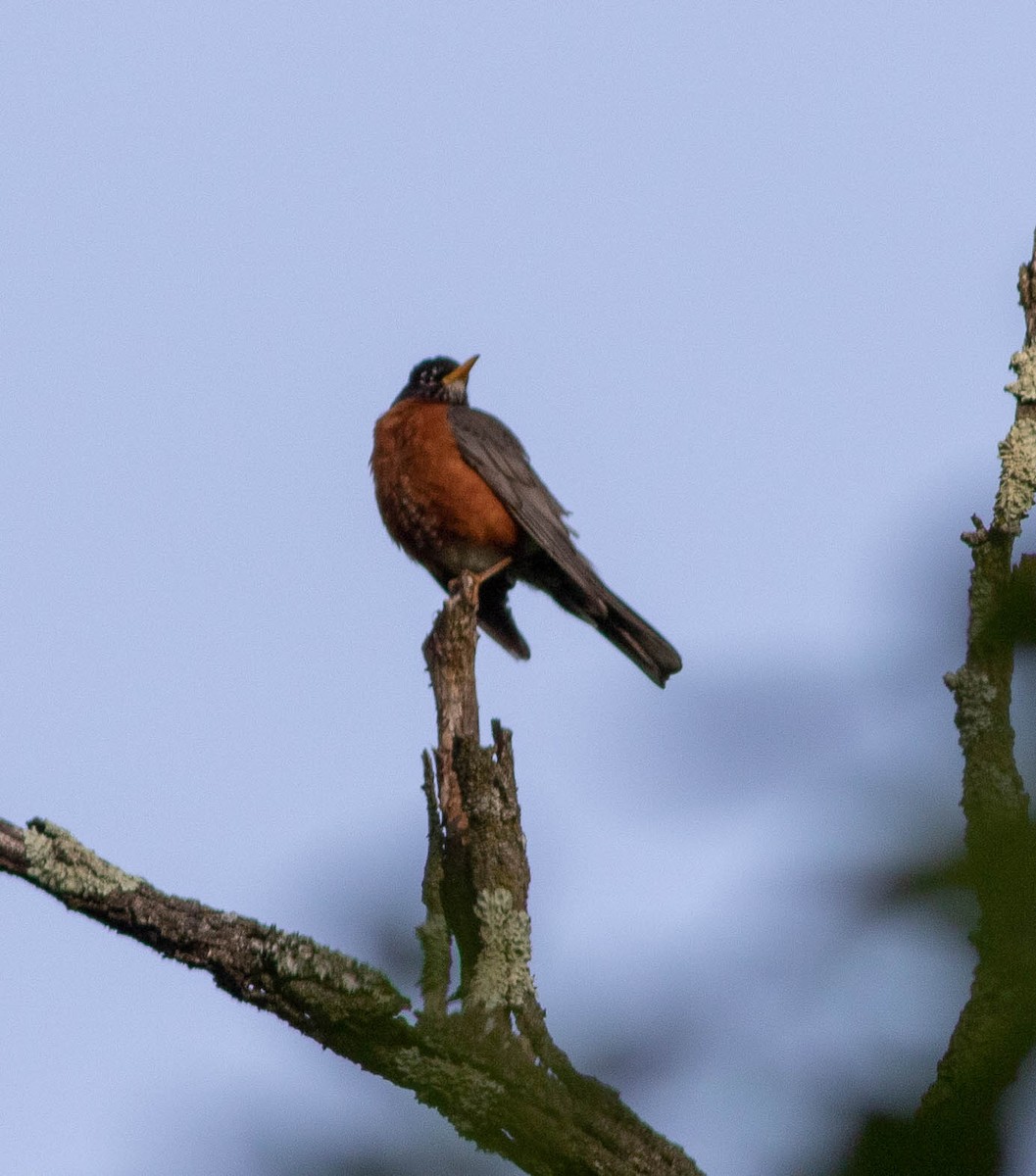 American Robin - ML341514521