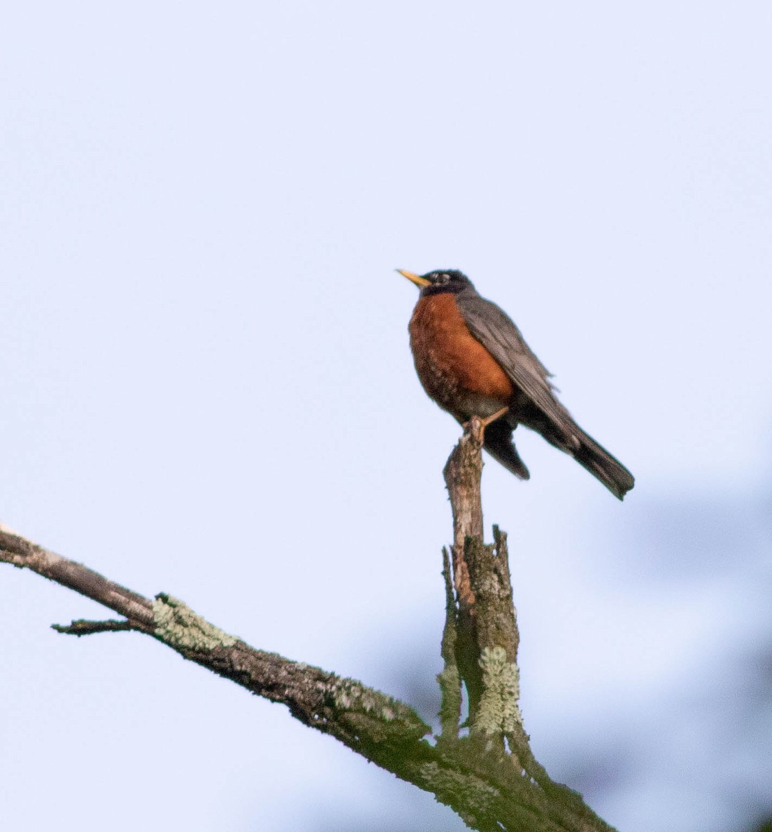 American Robin - ML341514531