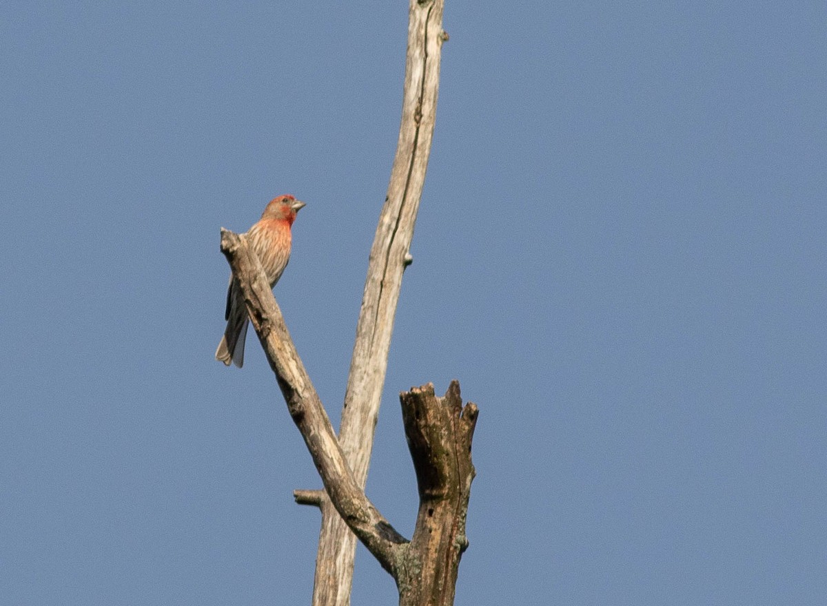 House Finch - ML341514571