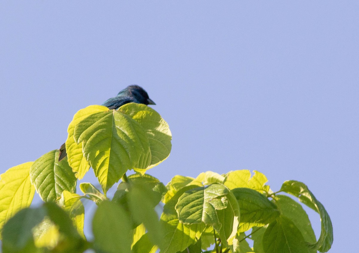 Indigo Bunting - ML341515051