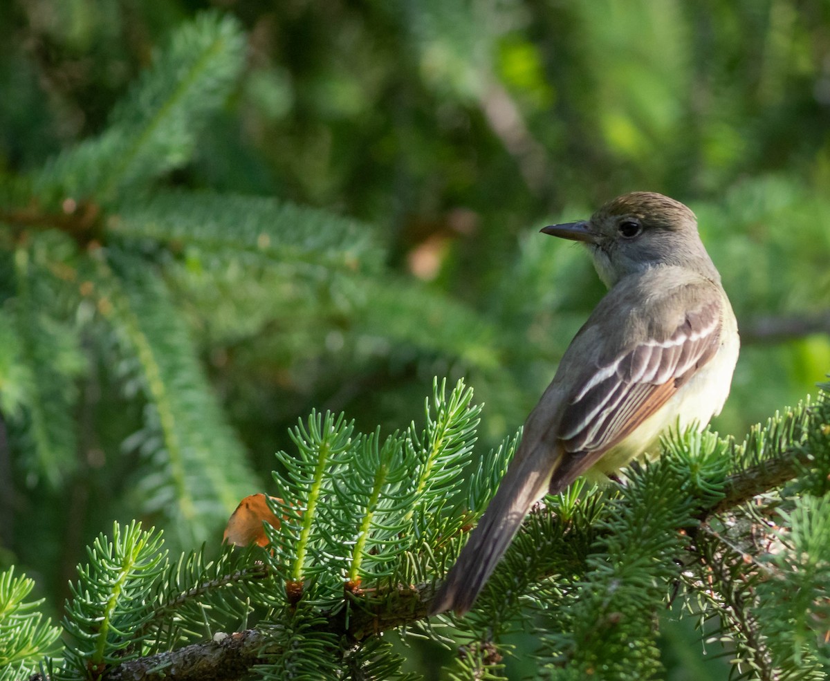 Great Crested Flycatcher - ML341515331