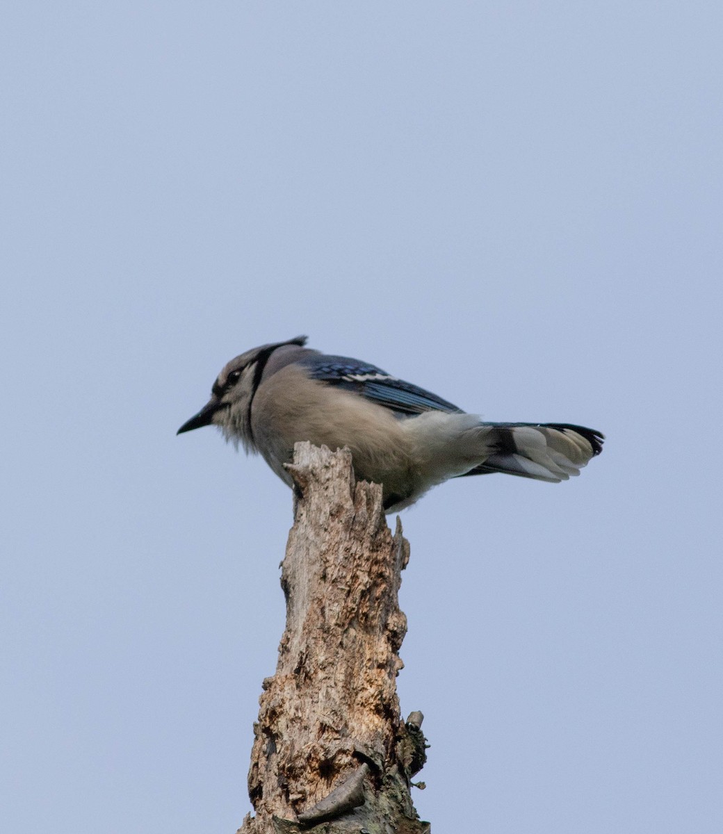 Blue Jay - ML341515371