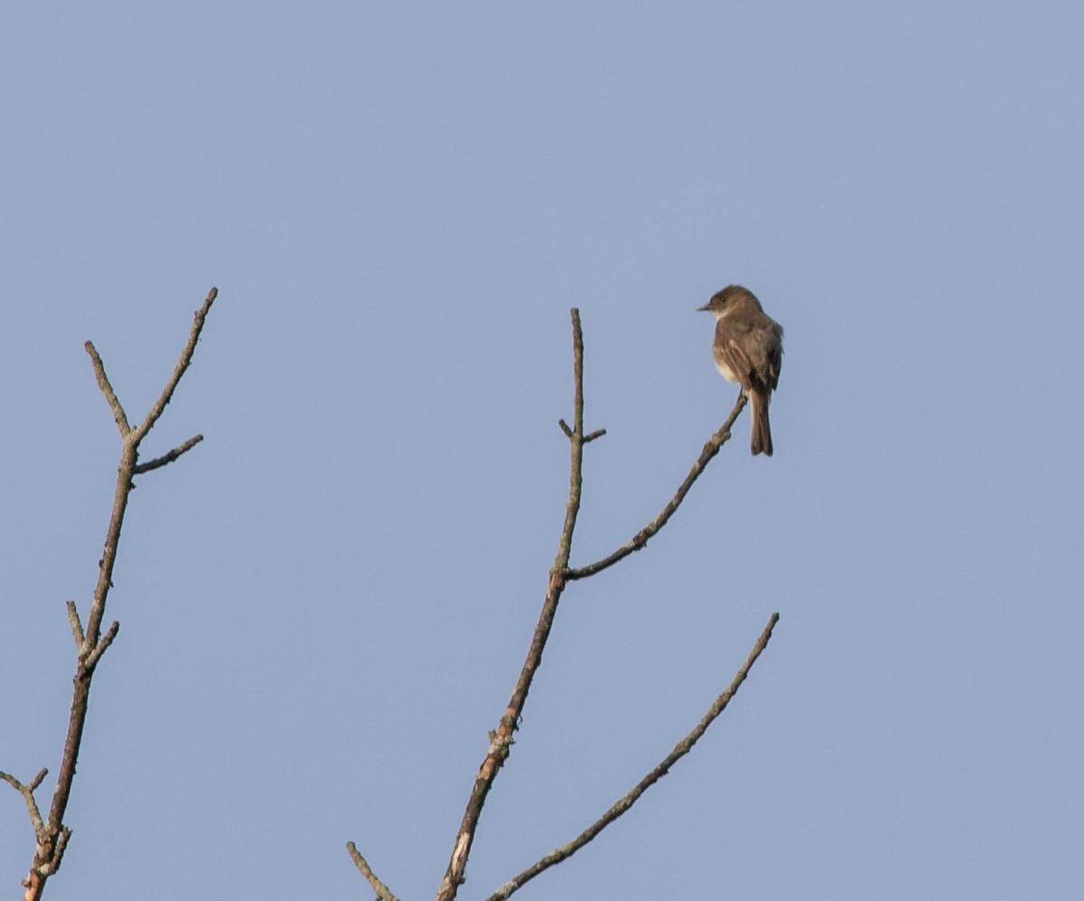 Eastern Phoebe - ML341515661