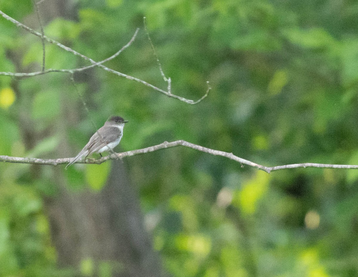 Eastern Phoebe - ML341515681