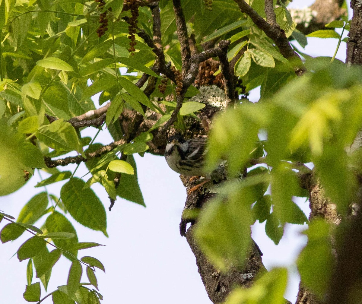 Blackpoll Warbler - Kirk Gardner