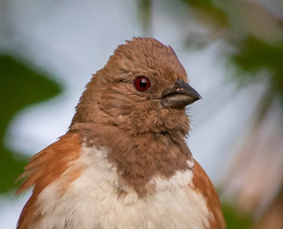 Eastern Towhee - ML341516131