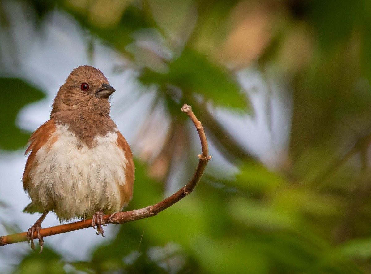 Eastern Towhee - ML341516151