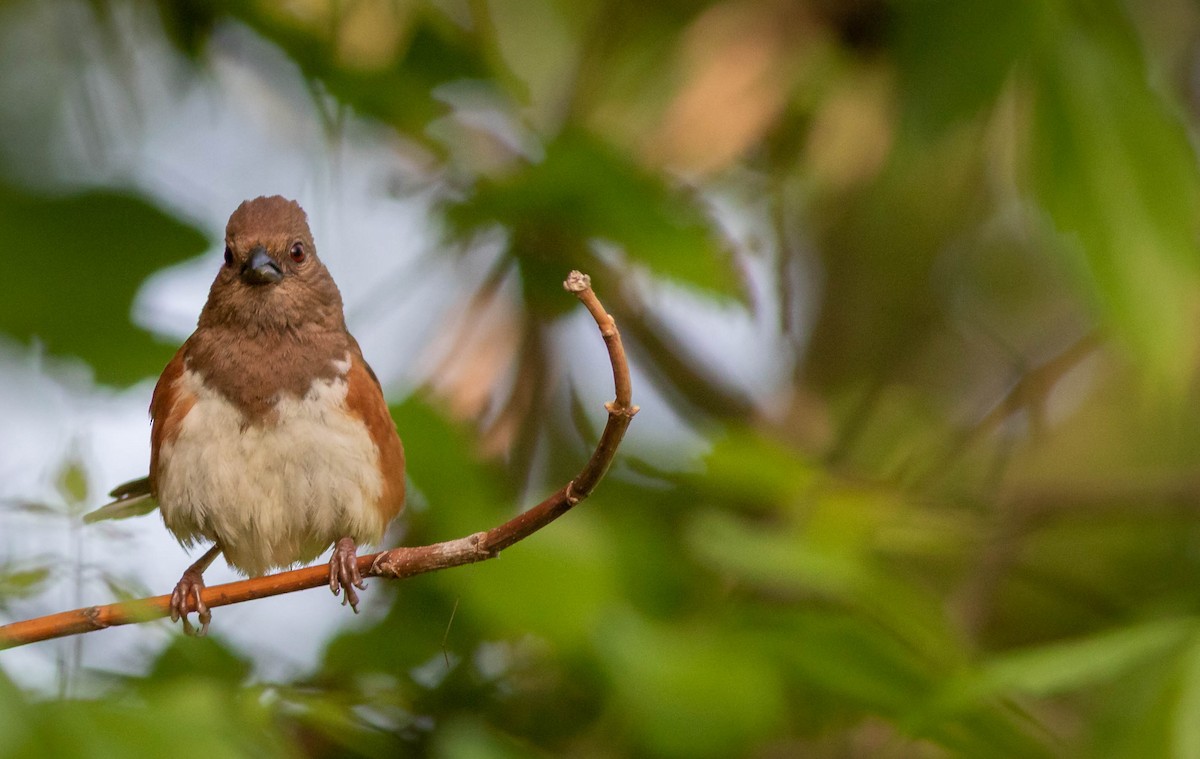 Eastern Towhee - ML341516161