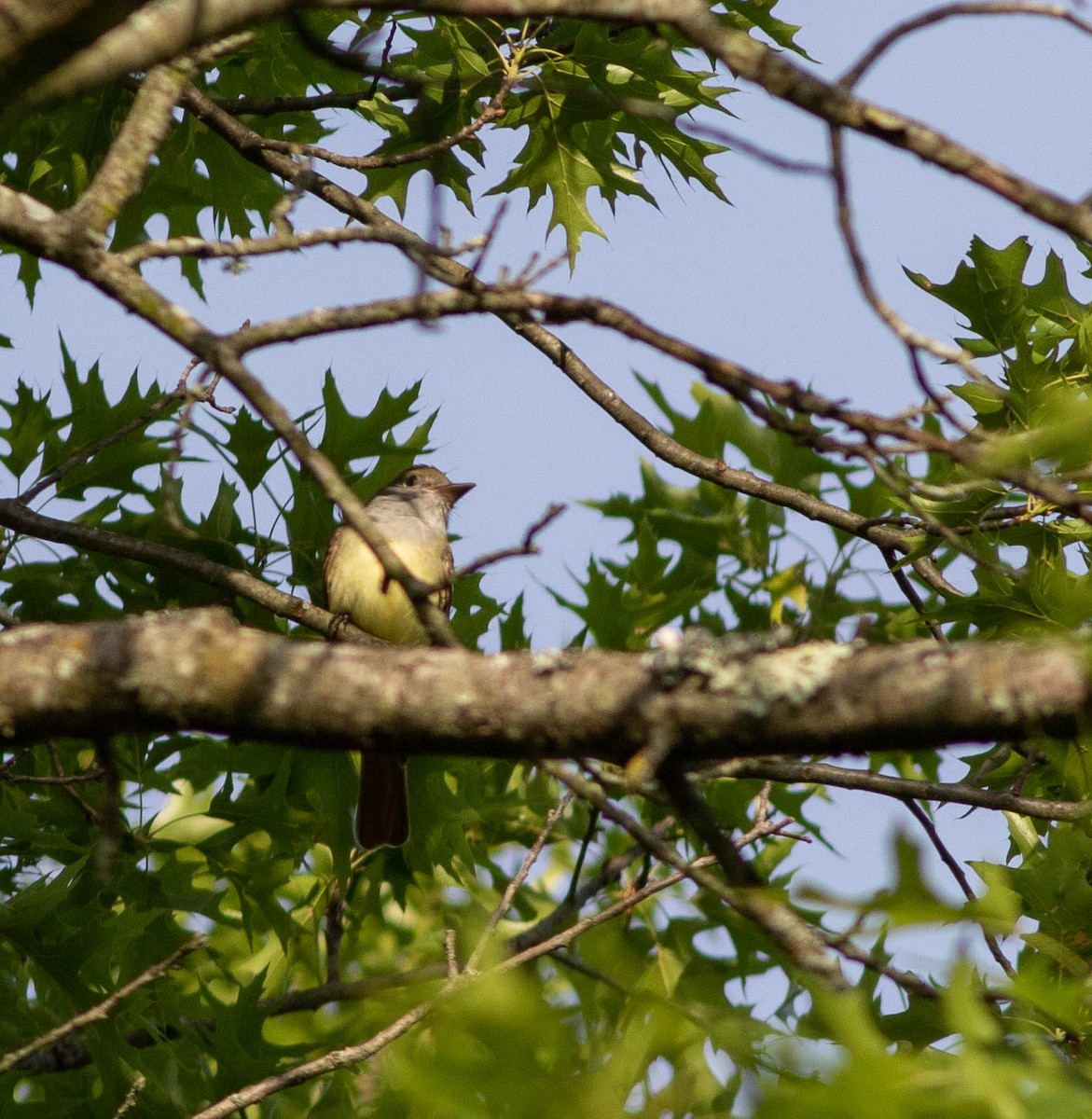 Great Crested Flycatcher - ML341516301