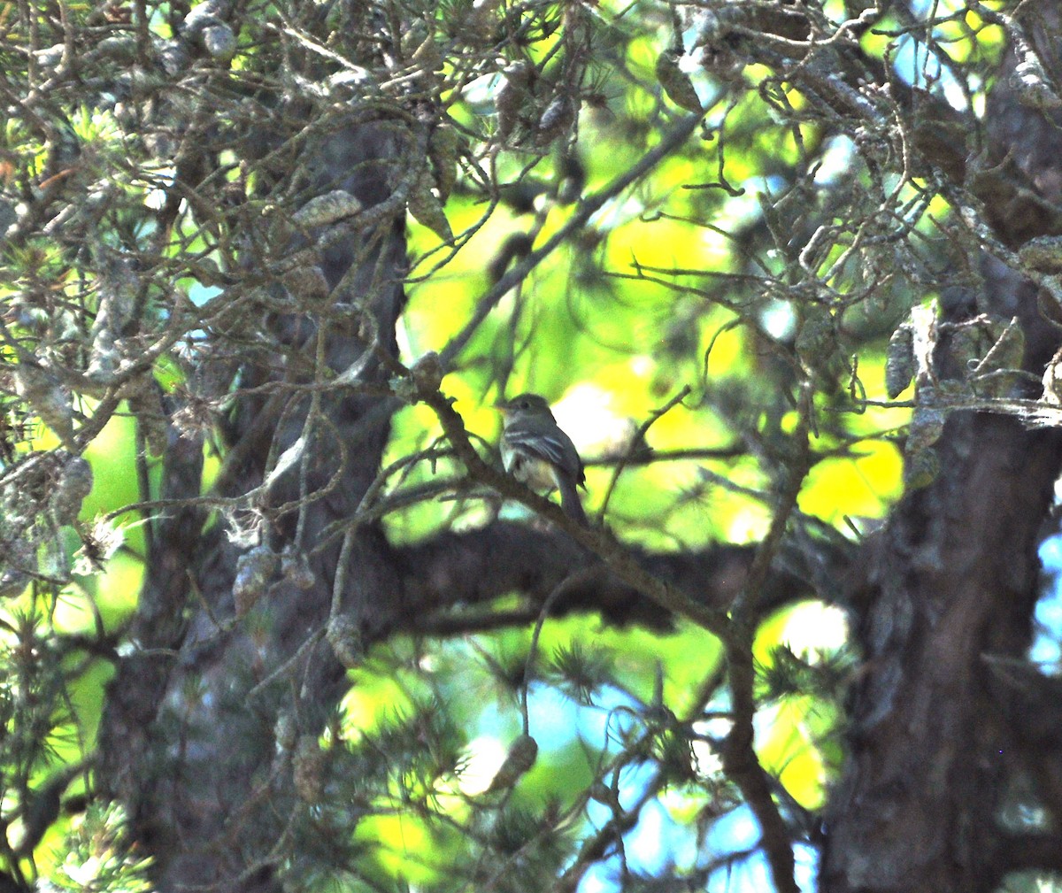 Acadian Flycatcher - ML34151711
