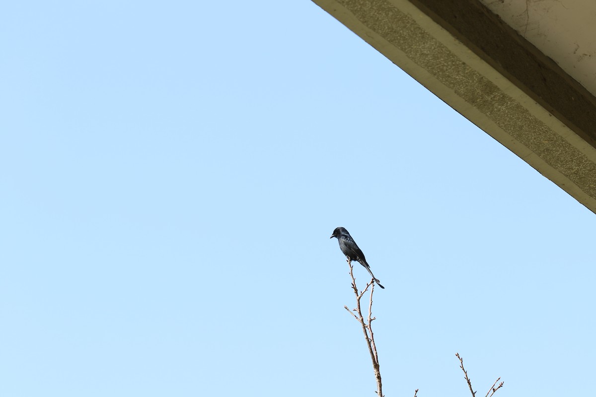 Black Drongo - ML341517321