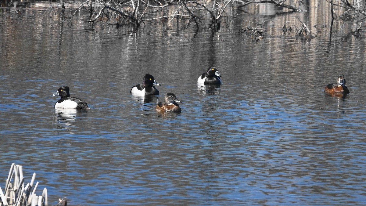 Ring-necked Duck - ML341517751