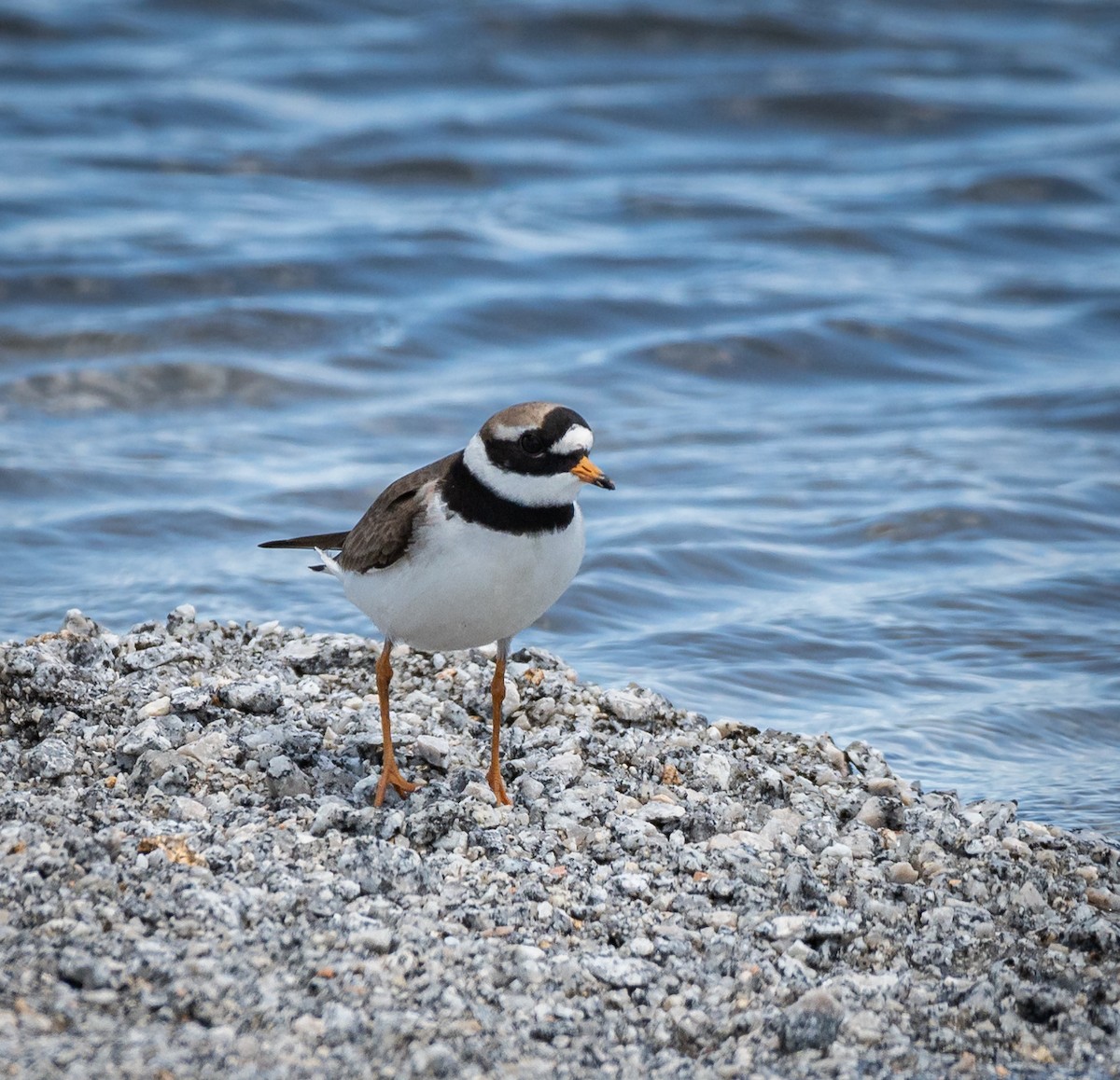 Common Ringed Plover - ML341518191