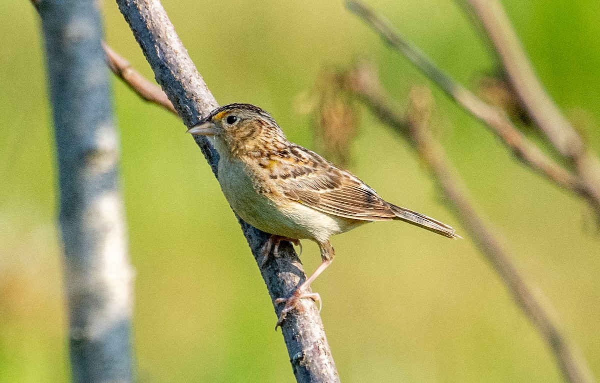 Grasshopper Sparrow - ML341518331