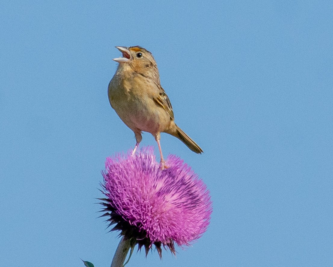 Grasshopper Sparrow - ML341518521