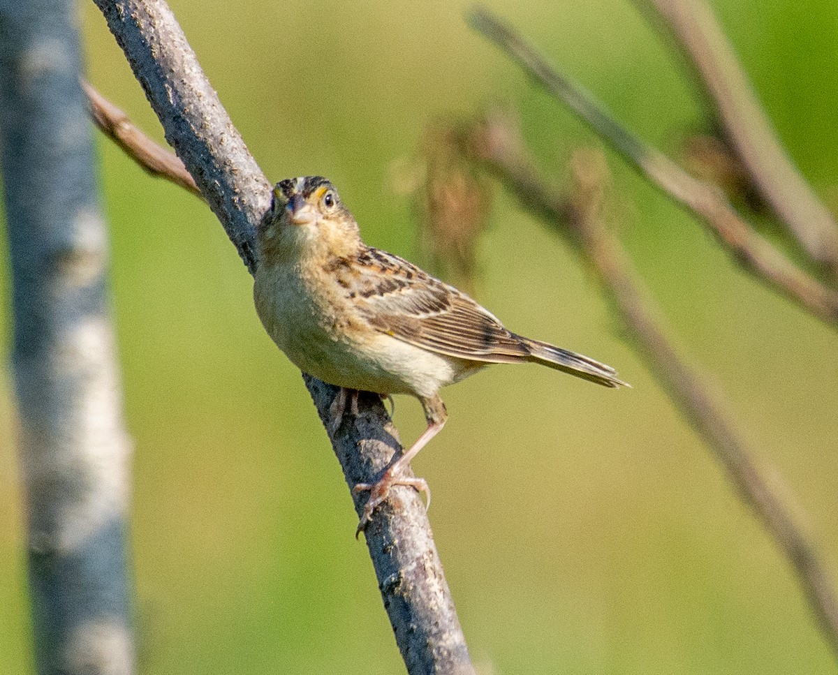Grasshopper Sparrow - ML341518611