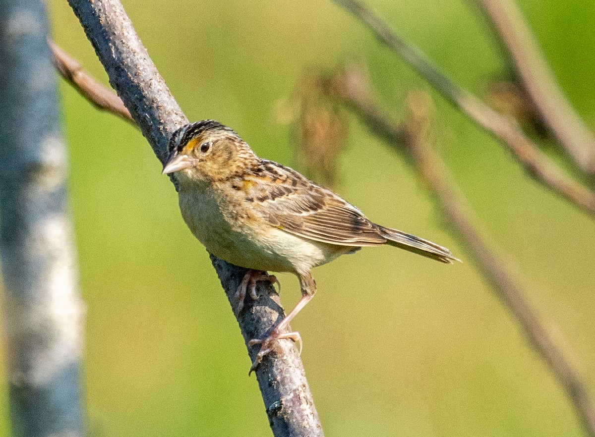 Grasshopper Sparrow - Eric Bodker