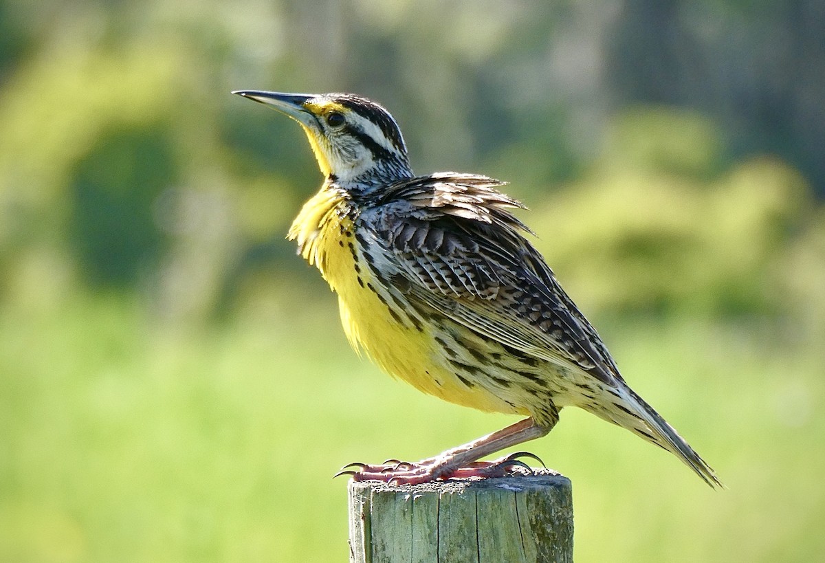 Eastern Meadowlark - ML341519051