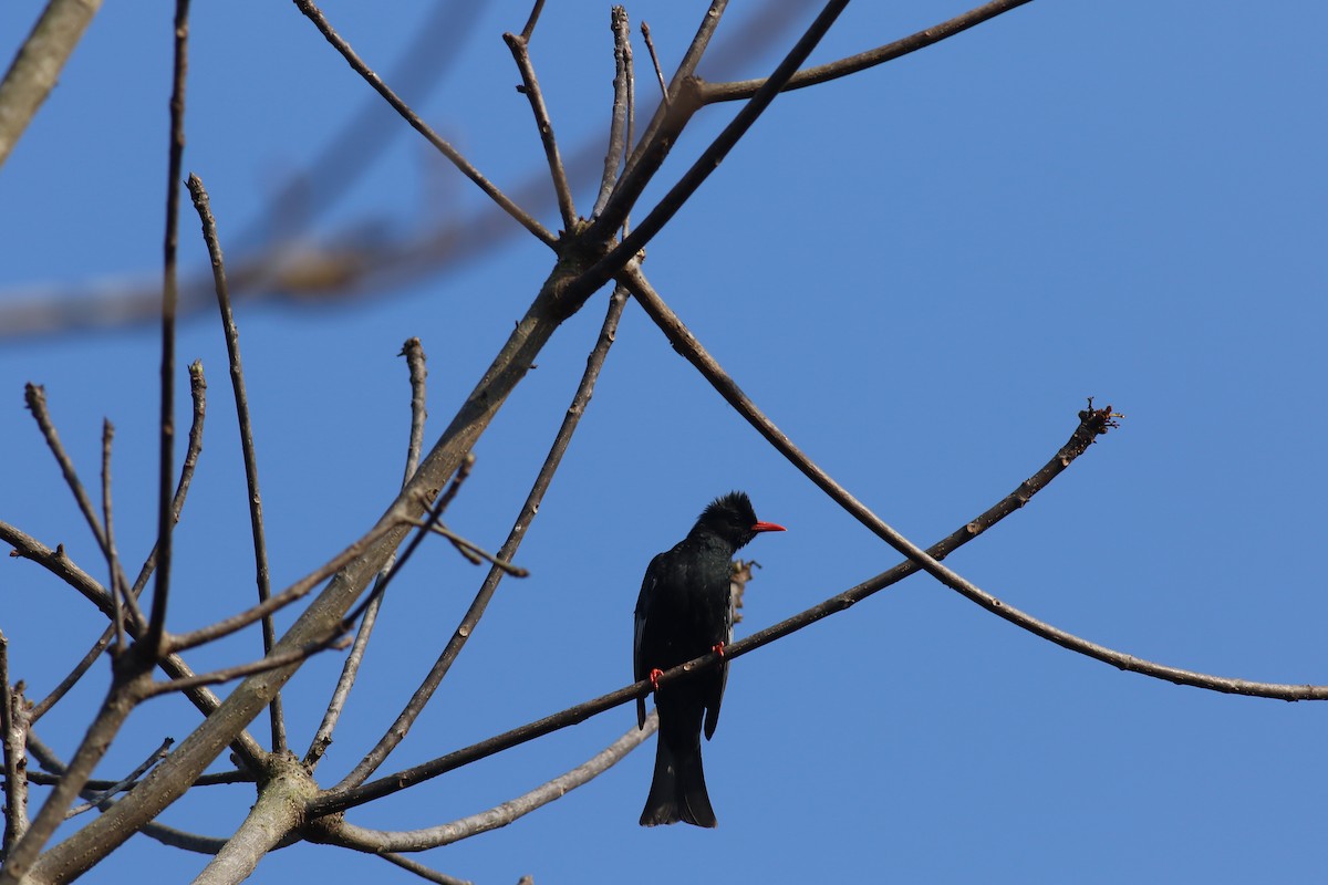 Black Bulbul - ML341519091