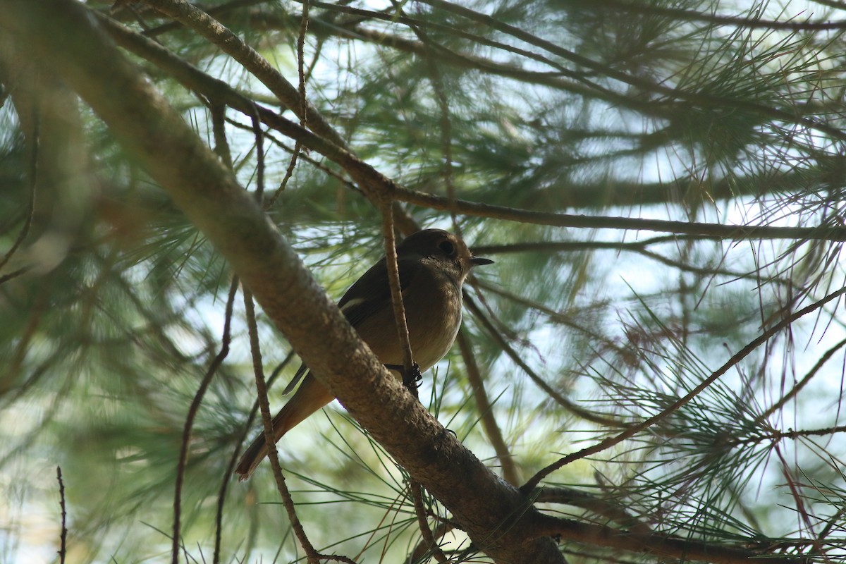 Daurian Redstart - ML341519201
