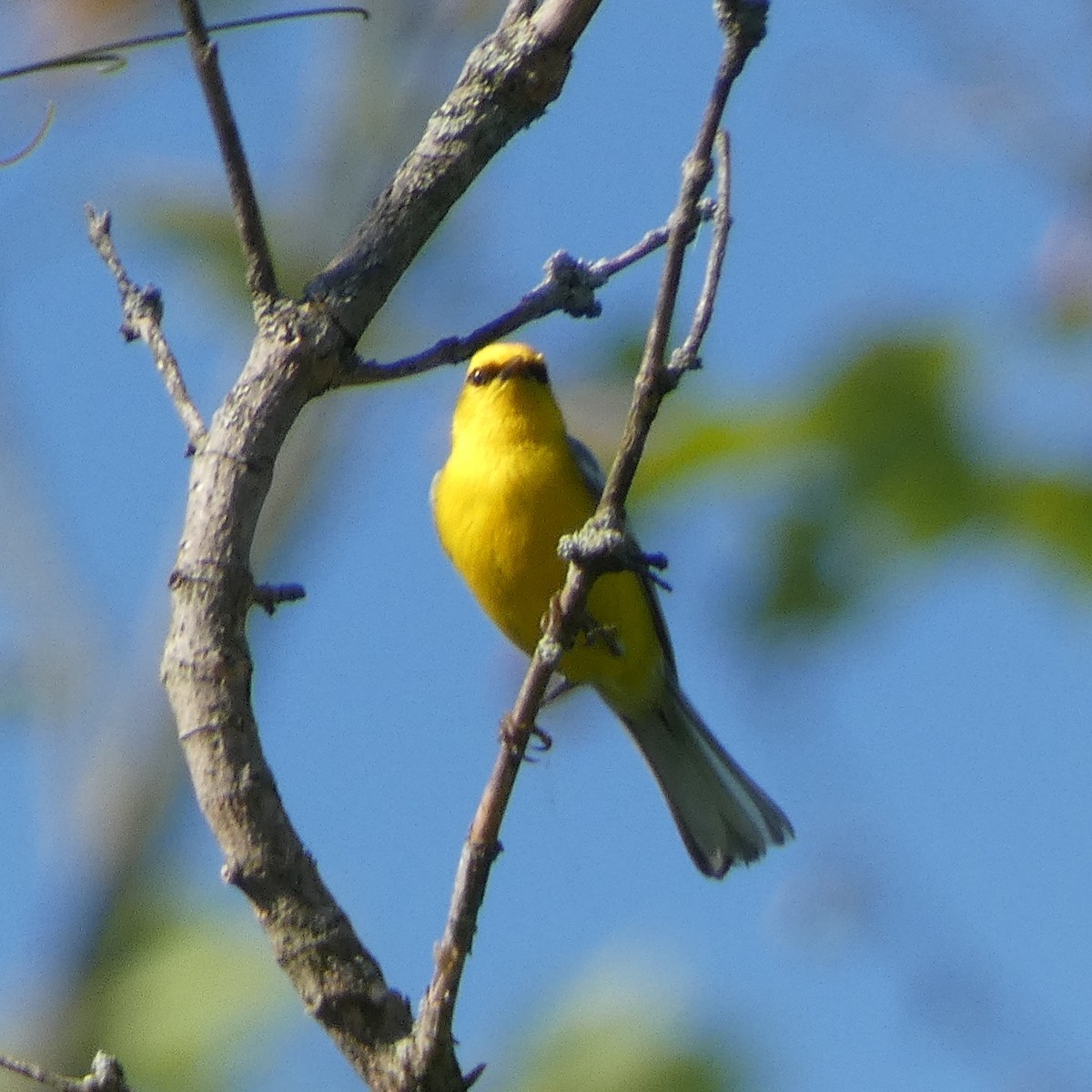 Blauflügel-Waldsänger - ML341519301