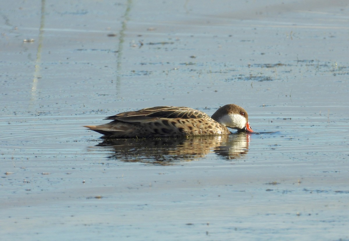 White-cheeked Pintail - ML341519431