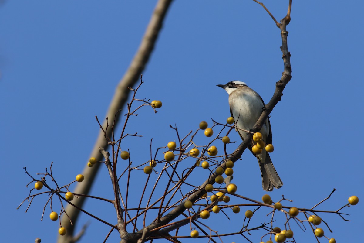 Light-vented Bulbul - ML341519971