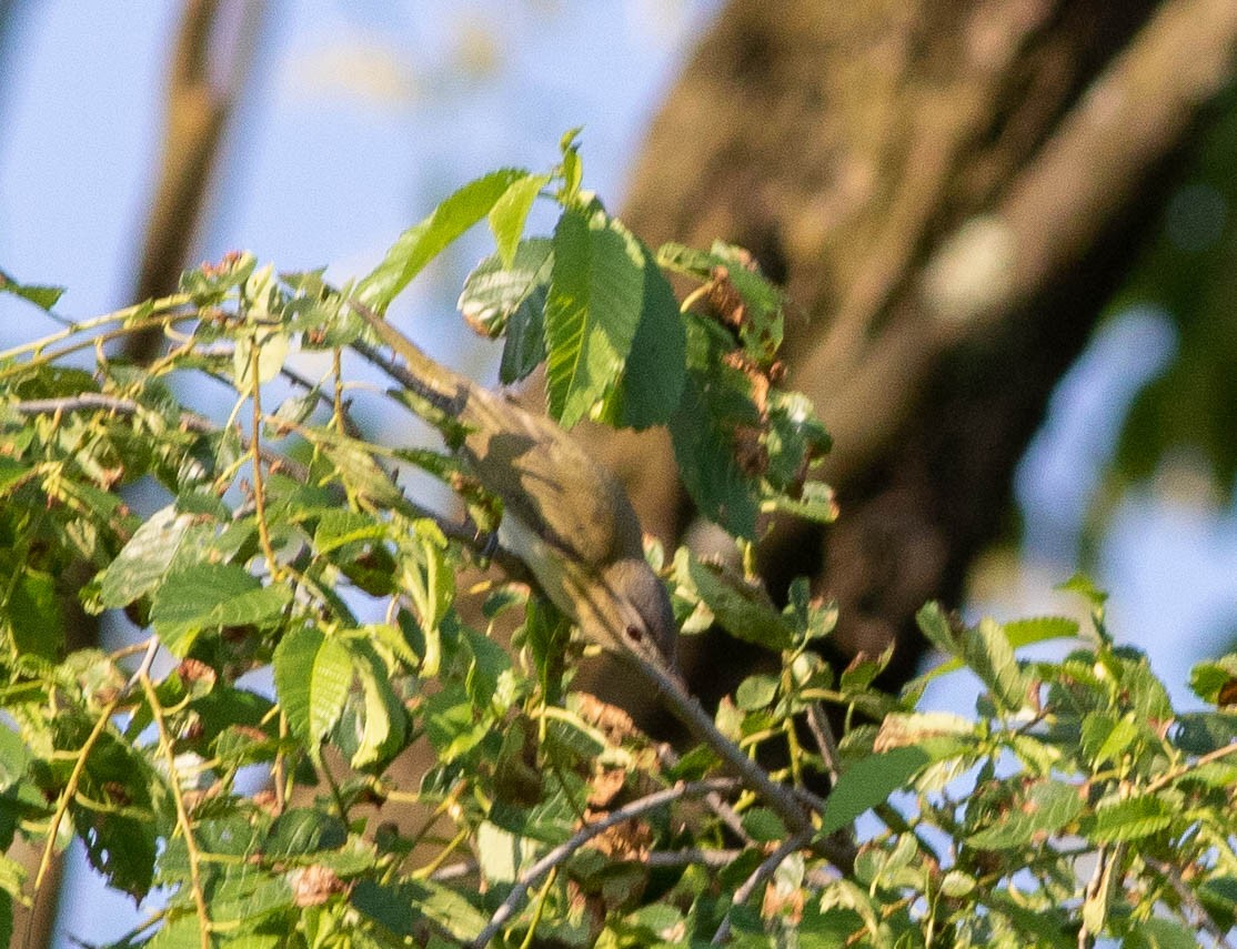 Rotaugenvireo - ML341520711